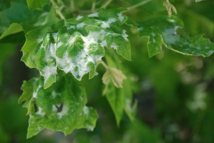 Podemos denuncia la pasividad del Ayuntamiento de Yebes ante los más de 2000 árboles enfermos del municipio