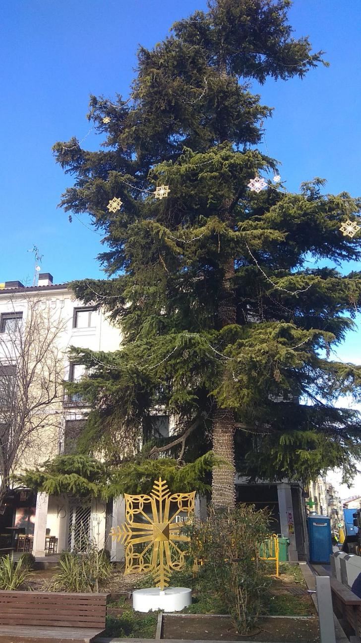 El gran cedro de la plaza Mayor de Guadalajara estrena una decoración inspirada en el patrimonio local