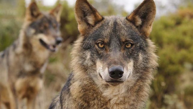 APAG denuncia nuevos ataques del lobo al ganado ovino en la Sierra Norte