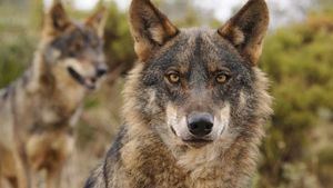 APAG denuncia nuevos ataques del lobo al ganado ovino en la Sierra Norte