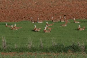 Ecologistas en Acción denuncia ante la Fiscalía de Medio Ambiente la planta fotovoltaica Canes I en Almoguera