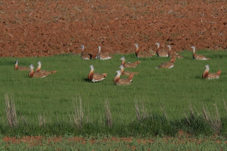Ecologistas en Acción denuncia ante la Fiscalía de Medio Ambiente la planta fotovoltaica Canes I en Almoguera