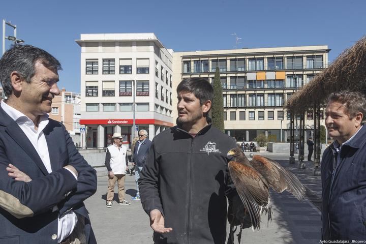 El Ayuntamiento de Guadalajara adopta medidas para controlar la proliferación de aves en la ciudad y reducir sus molestias