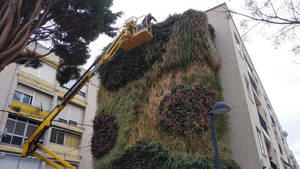 El jardín vertical de la plaza del Azafrán de Azuqueca se prepara para la llegada de la primavera con 300 nuevas plantas