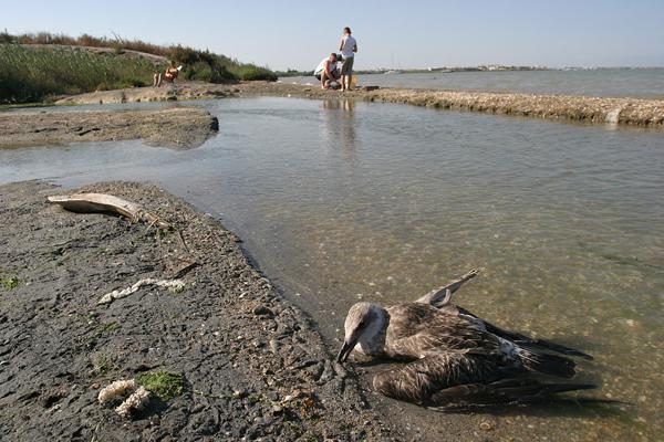 Cuarenta y ocho playas españolas reciben banderas negras
