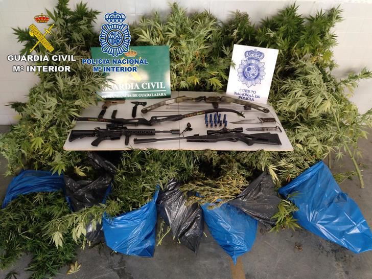 Intervenidas en dos parcelas de Brihuega numerosas plantas de marihuana, destinadas al tráfico