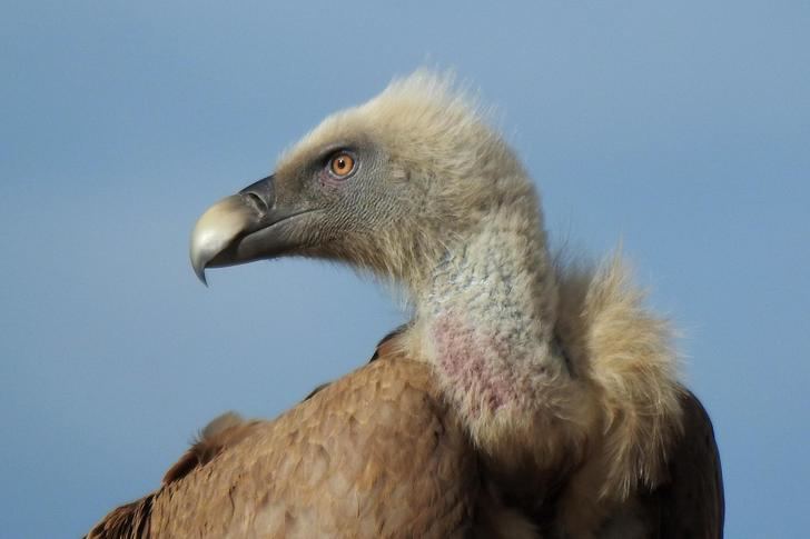 Los buitres leonados: sanitarios del campo