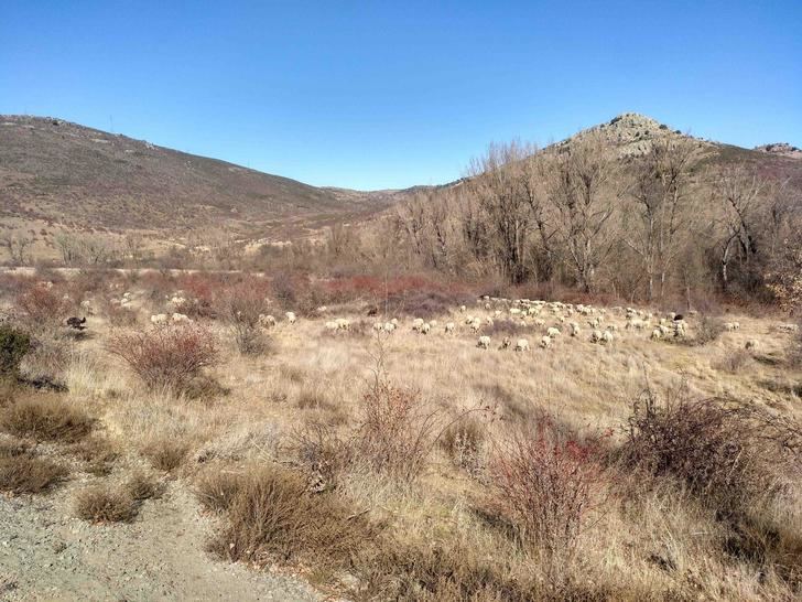 Las Cañadas Reales: Ganadería y biodiversidad