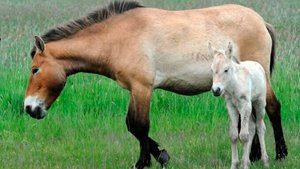 Introducen en el Alto Tajo caballos Przewalski, los &#250;ltimos caballos salvajes del mundo