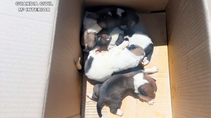 Dos investigados por abandonar una caja con 10 cachorros en Viso del Marqués