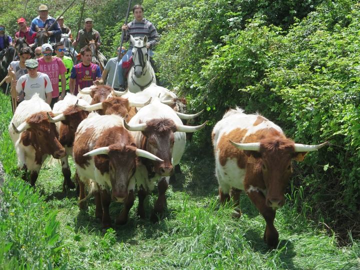 Caspueñas y Atanzón vuelven a celebrar un día de hermandad con una trashumancia de bueyes