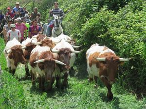 Caspueñas y Atanzón vuelven a celebrar un día de hermandad con una trashumancia de bueyes