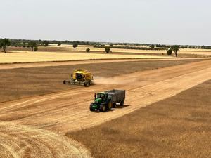 Se teme que, en algunas zonas de Guadalajara, los agricultores pierdan TODA la cosecha