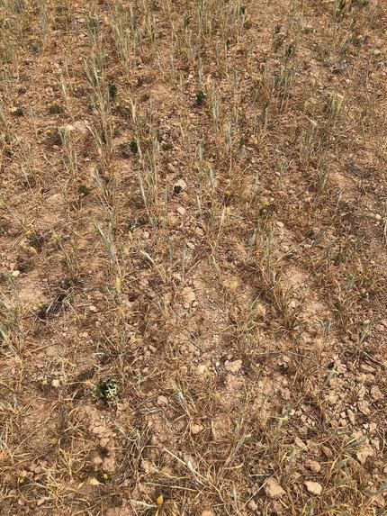 Los cerealistas de Castilla-La Mancha pierden 626 millones de euros por la sequía