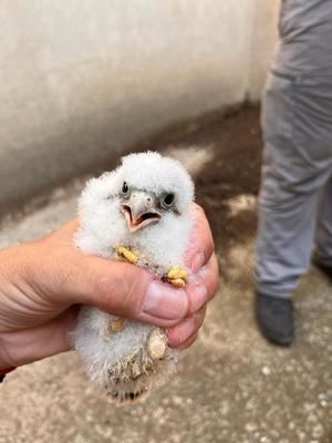 Seis parejas de cernícalo primilla han anidado este año en el Primillar de Qu