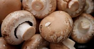 La falta de paja y su elevado coste pone contra las cuerdas al sector productivo y comercializador de champi&#241;&#243;n y otros hongos comestibles de Espa&#241;a