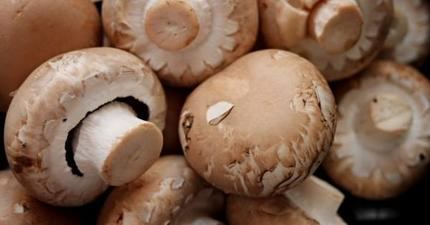 La falta de paja y su elevado coste pone contra las cuerdas al sector productivo y comercializador de champiñón y otros hongos comestibles de España