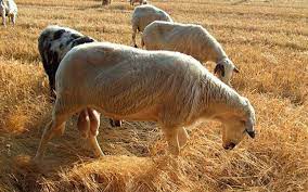 Cierra la última ganadería de Checa, pueblo que llegó a tener 40.000 cabezas