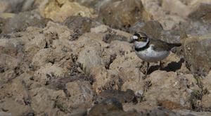 LETRAS VIVAS SEGUNTINAS : El Patrimonio Natural de El Paisaje Dulce y Salado de Sigüenza y Atienza