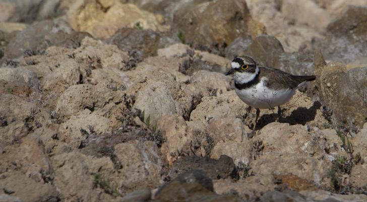 LETRAS VIVAS SEGUNTINAS : El Patrimonio Natural de El Paisaje Dulce y Salado de Sigüenza y Atienza