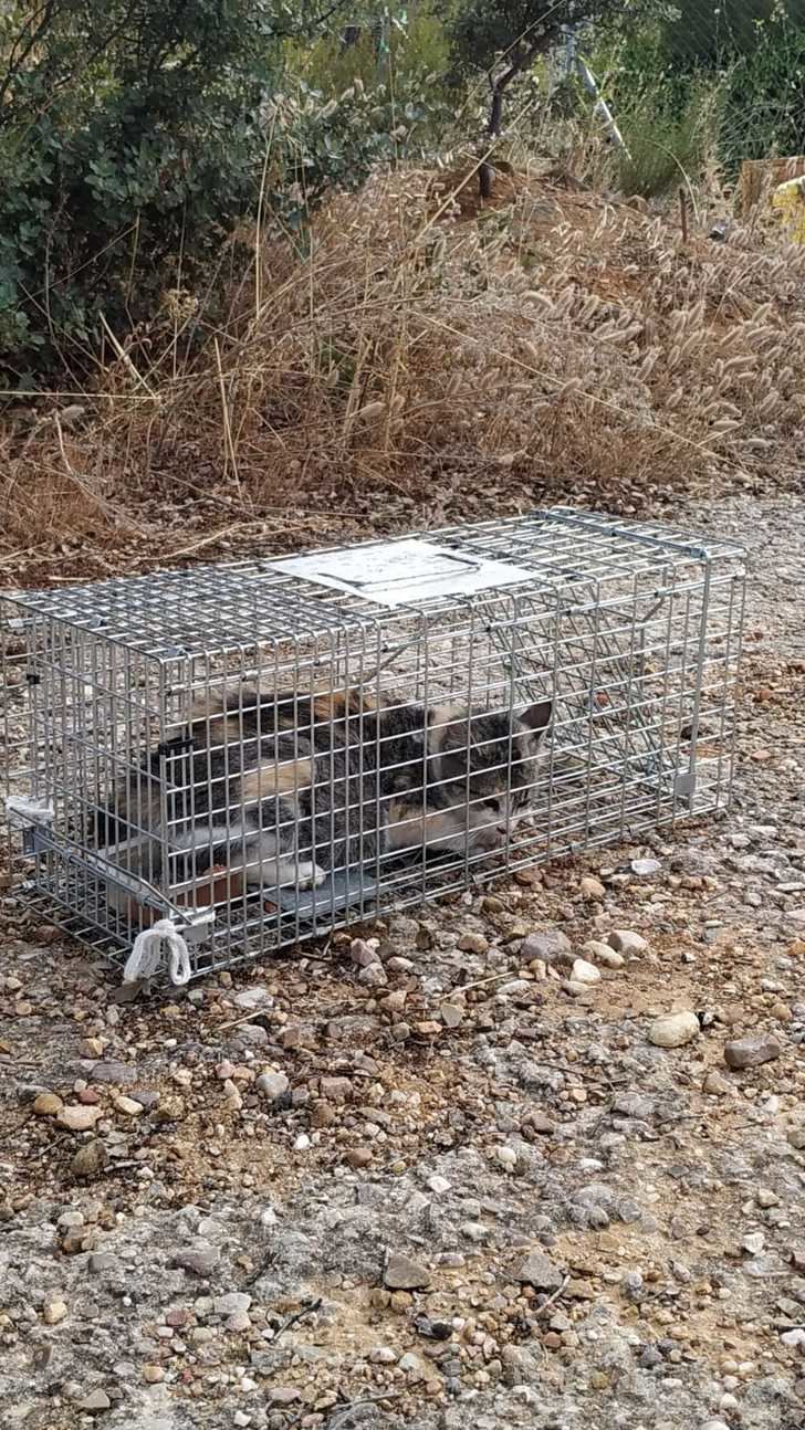 Acoso sistemático a las colonias felinas controladas por la Asociación Protectora de Animales de Sotolargo (APAS)