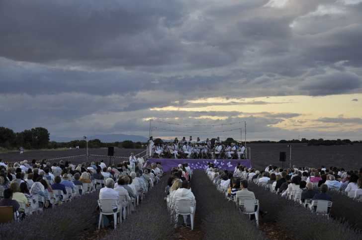 La Banda de Música realza los Campos de Lavanda de Brihuega