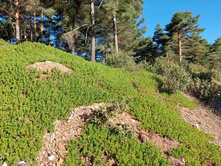 Los Montes de Utilidad Pública de la Sierra Norte: Un patrimonio de todos