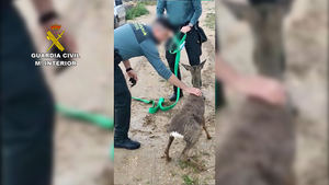 La Guardia Civil rescata a un corzo de un canal de agua de Villarrubia de Santiago