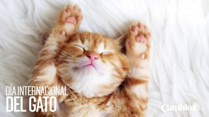 Día Internacional del Gato: trabajar con mininos incrementa la productividad y reduce el estrés