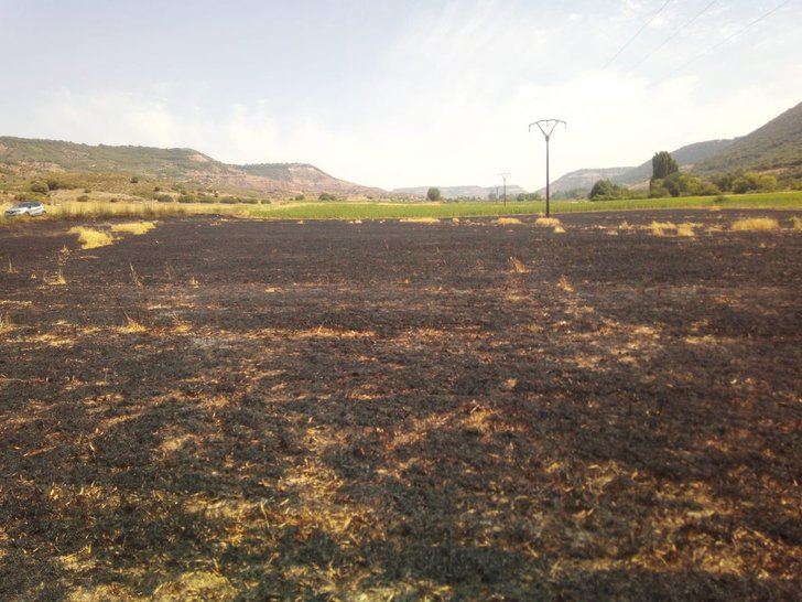 Un buitre electrocutado provoca un incendio en Muduex