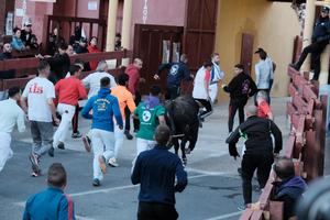 Sin incidencias en el segundo Encierro de Guadalajara, largo y con el riesgo añadido de dos toros descolgados de la manada