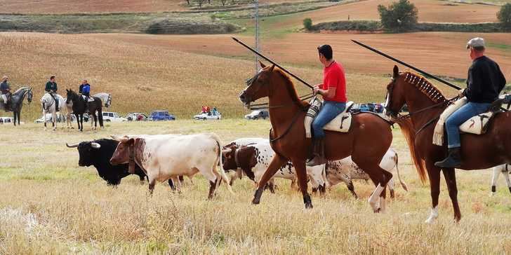 Jadraque volvió a disfrutar de su tradicional encierro por el campo de El Pilar