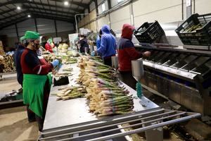 Espagreen, donde tradición e innovación se unen en Cogolludo para ofrecer al consumidor un producto excepcional