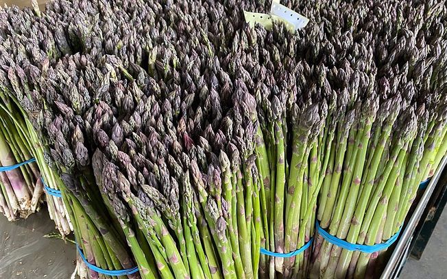 APAG prevé una buena campaña para el espárrago en Guadalajara aunque lamenta que se hayan producido los primeros robos