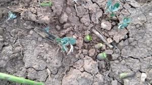 APAG denuncia el robo de espárragos verdes en Guadalajara