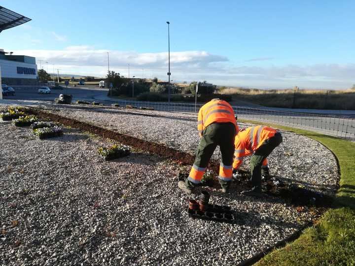 30.000 flores de temporada adornarán parques, jardines y zonas verdes de Guadalajara