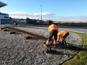30.000 flores de temporada adornarán parques, jardines y zonas verdes de Guadalajara