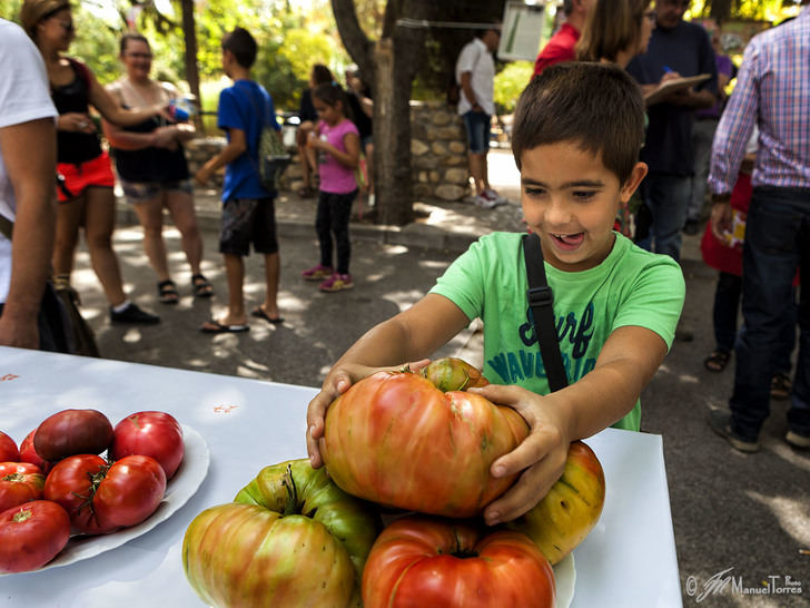 El próximo 2 de septiembre, se celebra en Fontanar la 4ª edición de la Fiesta del Tomate