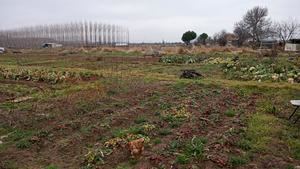 Ecologistas en Accción de Guadalajara presenta propuestas para regular los huertos de Fontanar