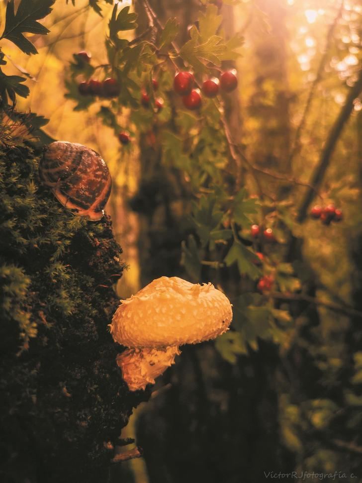 Víctor Ruiz Jiménez, ganador del concurso fotográfico Sabores de Otoño