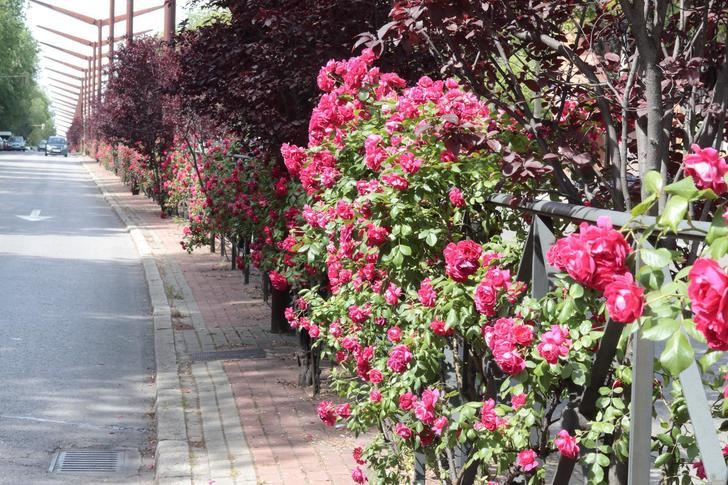 Foto : EDUARDO BONILLA