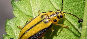 El Ayuntamiento de Guadalajara actuará contra la galeruca del olmo en distintas zonas de la ciudad