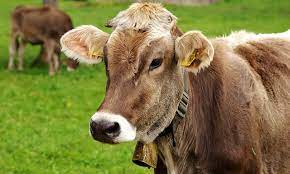 Los ganaderos de bovino agonizan con la extensión de la Enfermedad Hemorrágica Epizoótica en Castilla La Mancha