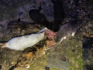 El plan de control de colonias felinas de Valdeluz y Yebes facilita la esterilización de 20 gatos callejeros