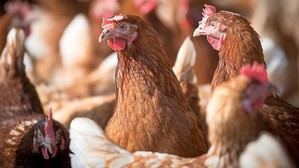 Sacrifican 600.000 gallinas por un foco de gripe aviar en Fontanar