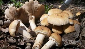 Cuatro miembros de una familia, intoxicados por setas en Guadalajara