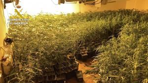 La Guardia Civil desmantela una plantación de 1.574 plantas de marihuana en Jadraque