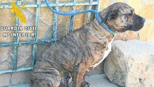La Guardia Civil inicia una campaña de vigilancia de perros potencialmente peligrosos en distintos municipios de Guadalajara