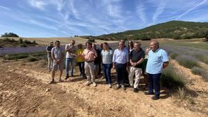 Una plaga de gusanos pone en peligro la cosecha de lavanda en toda España