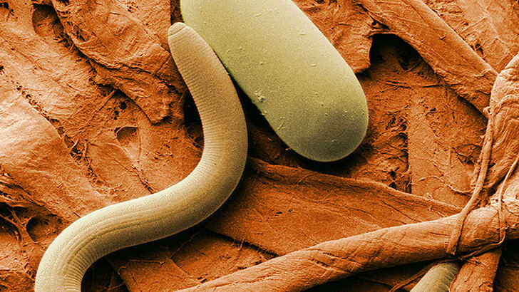 Resucitan unos gusanos congelados en Siberia desde hace 40.000 años